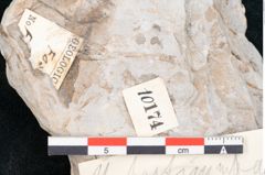 Foto (Detailansicht) von Plantae indet.  (NHMW-GEO-2024-0188-10174)